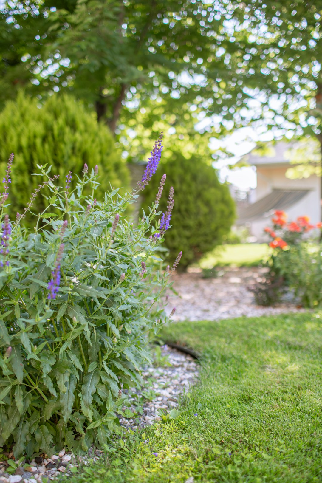 services-02 A winding garden path surrounded by sage and shrubs — a perfect blend of structure and natural beauty.