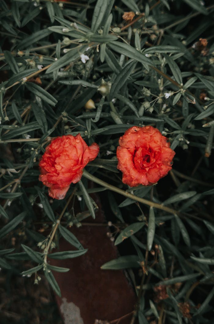 client-satisfaction-img Beautiful red Portulaca flowers with lush green leaves, perfect for garden and botanical themes.